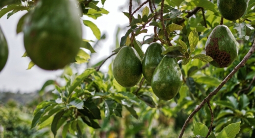 Le straordinarie proprietà dell'avocado per la salute umana: un frutto ricco di benefici